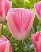 Tulipa 'Purified'