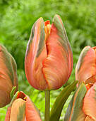 Tulipa 'Avignon Parrot'