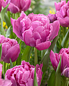 Tulipa Double Price