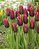 Tulipa 'Slawa'