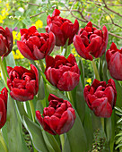 Tulipa 'Scarlet Verona'