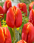 Tulipa 'Esta Bonita'