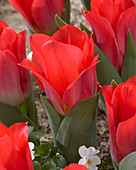 Tulipa 'Portland'
