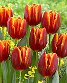 Tulipa Devenish