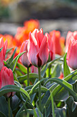 Tulipa Pink Sensation
