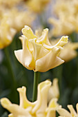 Tulipa 'Yellow Crown'