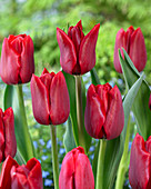 Tulipa 'Decade'