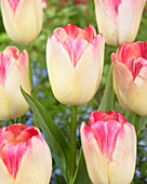 Tulipa 'Supri Erotic'
