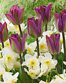 Tulipa 'Nightrider', Narcissus 'Tristar'