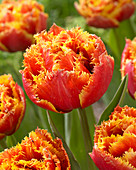 Tulipa Golddust