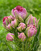 Tulipa Pearl Mountain