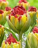 Tulipa Matchstick