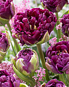 Tulipa Double Purple