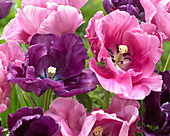 Tulipa 'Victoria's Secret', 'Pink Victoria's Secret'