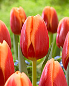 Tulipa 'Spirit'