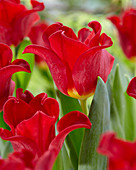 Tulipa 'Red Dress'