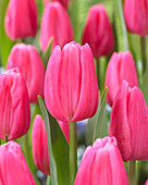 Tulipa 'In love'