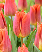 Tulipa Delta Orange