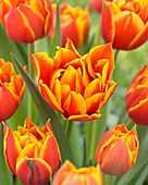 Tulipa Crossfire