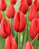 Tulipa Kingsblood