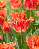 Tulipa 'Joint Devision'