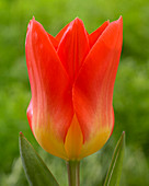 Tulipa Oracle