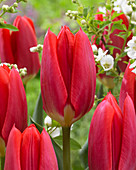 Tulipa 'Purissima Red'