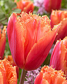 Tulipa 'Mango Crystal'
