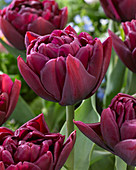 Tulipa 'Alison Bradley'