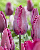 Tulipa Deep Purple