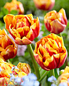 Rot-gelb gefüllte Tulpe, Close Up