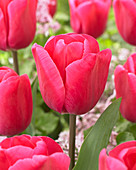 Tulipa 'Carola'