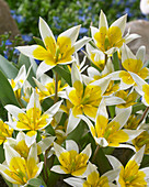 Tulipa biflora Major