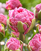 Gefüllte, pinkfarbene Tulpen