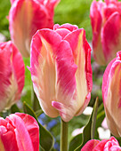 Tulipa 'Dynasty Parrot'