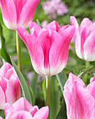 Tulipa Royal Ten