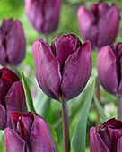 Tulipa Purple Lord