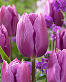 Tulipa Blue Beauty