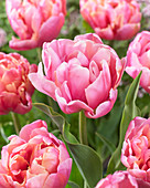 Tulipa Pink Star