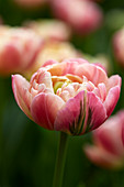 Tulipa 'Libretto Double'