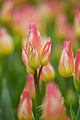 Tulipa Tricolette