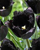 Tulipa 'Fringed Black'