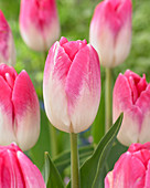 Tulipa 'Sinfonie'