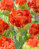 Tulipa 'Orange Power'