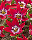 Tulipa Tiny Timo