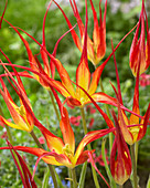 Tulipa acuminata