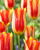 Tulipa 'Dancing Fairy'