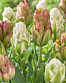 Tulipa 'Harborlight', 'Boa Vista'