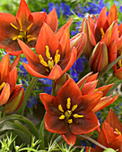 Tulipa TC 301