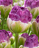 Tulipa Exquisit